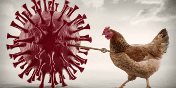 Reducing the Risk of Bird Flu in Poultry Farming