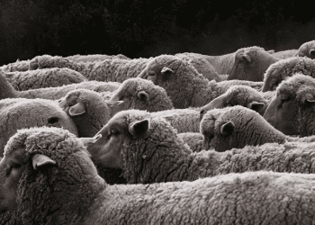 DA Chief Approves Importing Goats and Sheep to Boost Local Livestock Industry