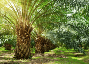 India's Import and Export Developments: Key Trade Updates