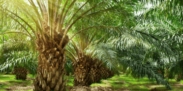 India's Import and Export Developments: Key Trade Updates