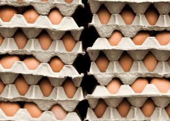 Turkey Commences Egg Exports to United States Amid Avian Influenza-Induced Shortages