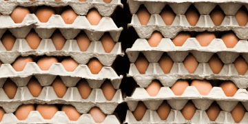 Turkey Commences Egg Exports to United States Amid Avian Influenza-Induced Shortages