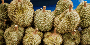 Philippines Ships First Frozen Durian Exports to China
