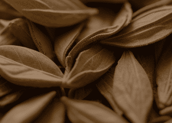 India-Remains-Primary-Market-for-Nepal’s-Orthodox-Tea-Exports