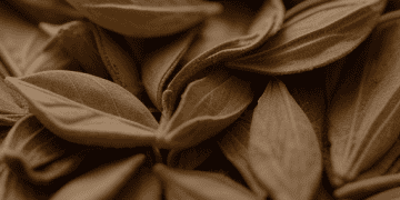 India-Remains-Primary-Market-for-Nepal’s-Orthodox-Tea-Exports