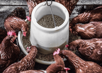 Chickens feeding from a trough at the IPAAF 2025 animal feed exhibition. - Supply Chain News