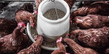 Chickens feeding from a trough at the IPAAF 2025 animal feed exhibition. - Supply Chain News