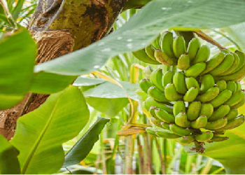 Climate Change Impacting Future of Banana Export Industry