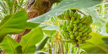 Climate Change Impacting Future of Banana Export Industry