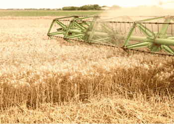 U.S. Agricultural Exports Show Week-to-Week Gains in Key Commodities