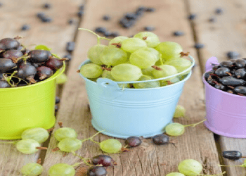 Philippines Approves South African Table Grape Exports