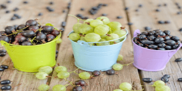 Philippines Approves South African Table Grape Exports
