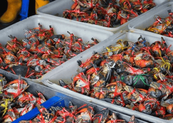 Vietnam's Crab Exports Surge 86% Amid Rising Global Demand