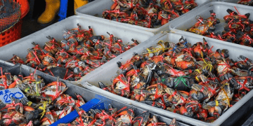 Vietnam's Crab Exports Surge 86% Amid Rising Global Demand