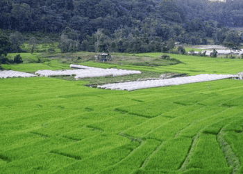 Japan Plans to Expand Rice Exports While Addressing Domestic Supply