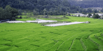 Japan Plans to Expand Rice Exports While Addressing Domestic Supply