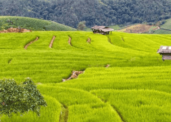 Vietnam’s Sustainable Rice Farming Initiative Yields Economic and Environmental Benefits