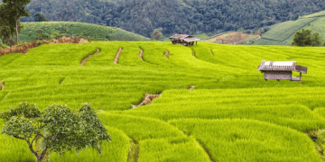 Vietnam’s Sustainable Rice Farming Initiative Yields Economic and Environmental Benefits