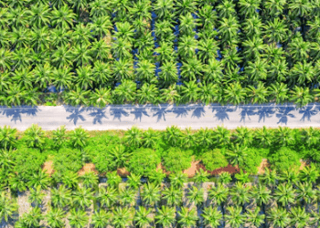 Indonesia to Increase Palm Oil Export Levy to Support Biodiesel Expansion