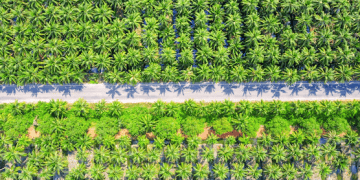 Indonesia to Increase Palm Oil Export Levy to Support Biodiesel Expansion