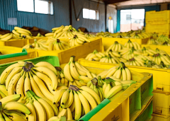 Philippines Seeks Lower Tariffs on Banana Exports to Japan