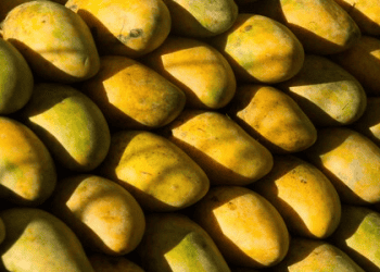 Early Nuzvid Mango Exports Begin Amid Price Decline