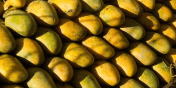 Early Nuzvid Mango Exports Begin Amid Price Decline