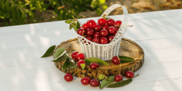 New Zealand Cherry Exports Reach Record High of 5,000 Tonnes