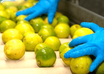 Portugal Gains Approval to Export Lemons to Brazil