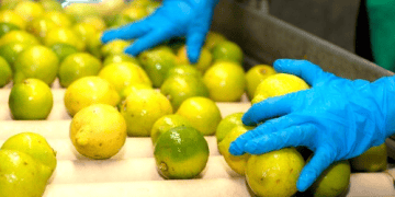 Portugal Gains Approval to Export Lemons to Brazil