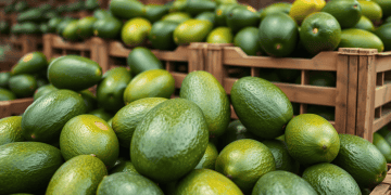 Weekly-Market-Trends:-Avocado-Shipments-Reach-170M-kg,-Changes-in-Berry-and-Cucumber-Volumes