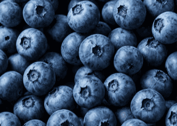 Morocco Boosts Blueberry Exports to Southeast Asia