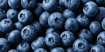 Morocco Boosts Blueberry Exports to Southeast Asia