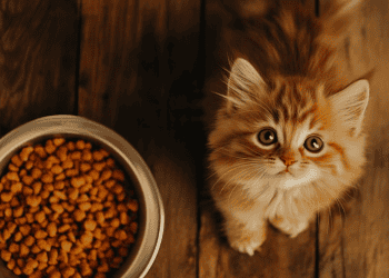 Supply Chain Challenges Impact J.M. Smucker's Pet Food Division