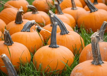 Southwest China's Pumpkin Industry Boosts Rural Exports