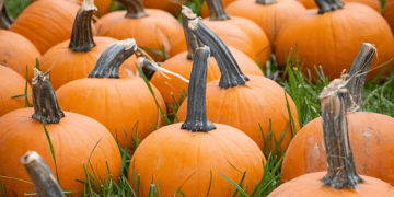 Southwest China's Pumpkin Industry Boosts Rural Exports