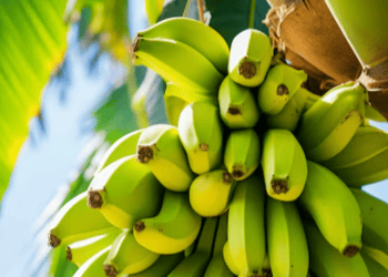 Climate Change Threatens Global Banana Export Industry