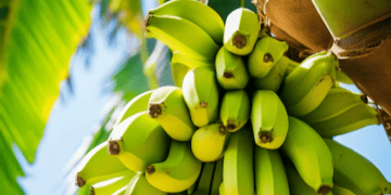 Climate Change Threatens Global Banana Export Industry