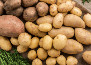 Kazakhstan and China Enhance Agricultural Cooperation with Prospective Potato Exports