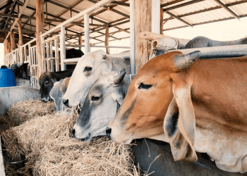 NGOs Express Concerns About Sea Transport of Livestock in the EU