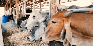 NGOs Express Concerns About Sea Transport of Livestock in the EU