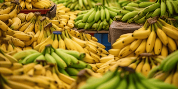 Philippines Seeks Reduction in Japan's Tariffs on Banana Exports