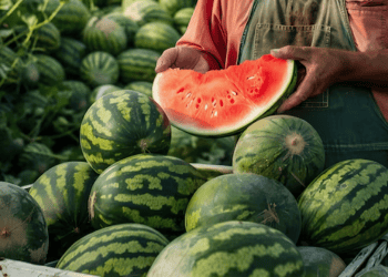 Rio Grande do Norte Looks to Boost Melon Exports to China