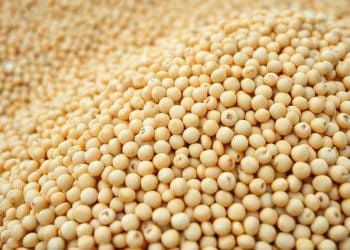 China-Shifts-to-Brazilian-Soybeans-Amid-Decline-in-US-Agricultural-Exports
