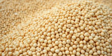 China-Shifts-to-Brazilian-Soybeans-Amid-Decline-in-US-Agricultural-Exports