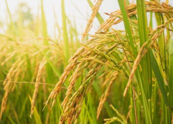 Trump Warns Japan of New Tariffs Over Rice Trade