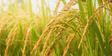 Trump Warns Japan of New Tariffs Over Rice Trade