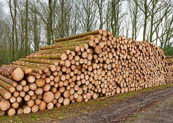 New Softwood Tariffs Raise Concerns Over Jobs and Mill Closures in British Columbia