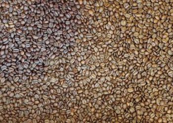 Coffee Imports Largely Exempted from U.S. Tariffs as White House Moves to Ease Price Pressures