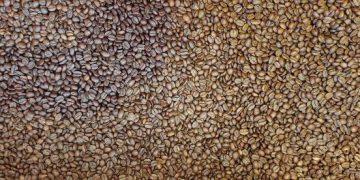 Coffee Imports Largely Exempted from U.S. Tariffs as White House Moves to Ease Price Pressures